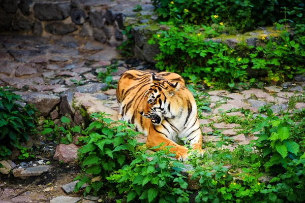 Amur piękny portret Tygrys — Zdjęcie stockowe