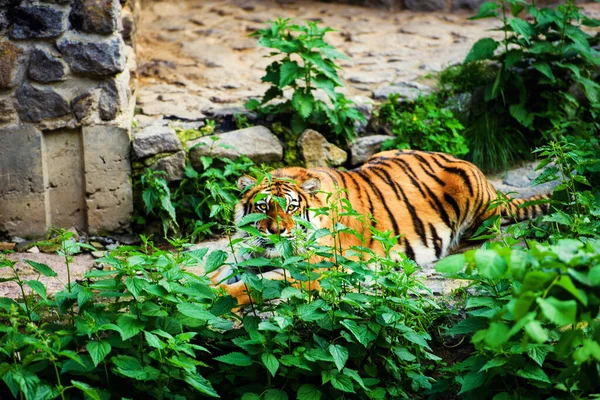 Beautiful amur tiger portrait — Stock Photo, Image