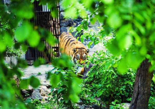 Hermoso retrato de tigre amur — Foto de Stock