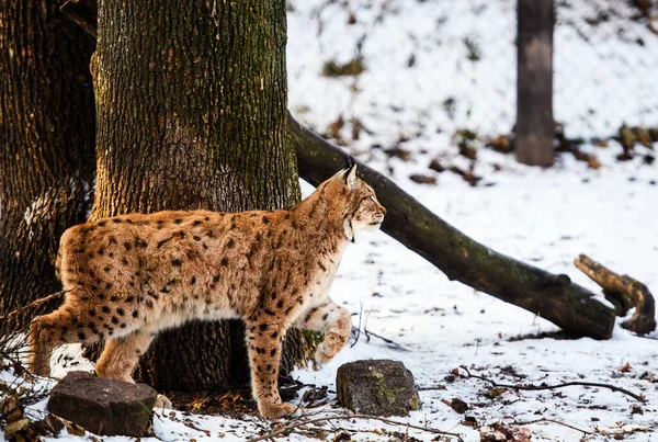 Lynx Animal Winter Background — 스톡 사진