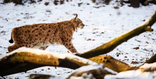 Lynx Animal Winter Background — 스톡 사진