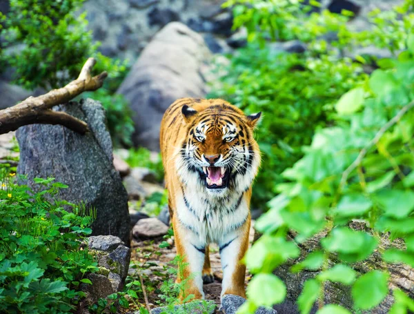 Bellissimo ritratto di tigre amur — Foto Stock