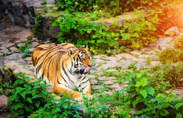 Hermoso retrato de tigre amur —  Fotos de Stock