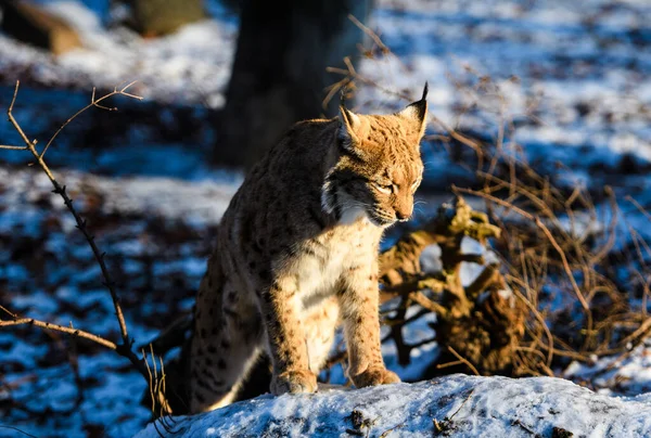 Ilves Eläin Talvella Taustalla — kuvapankkivalokuva