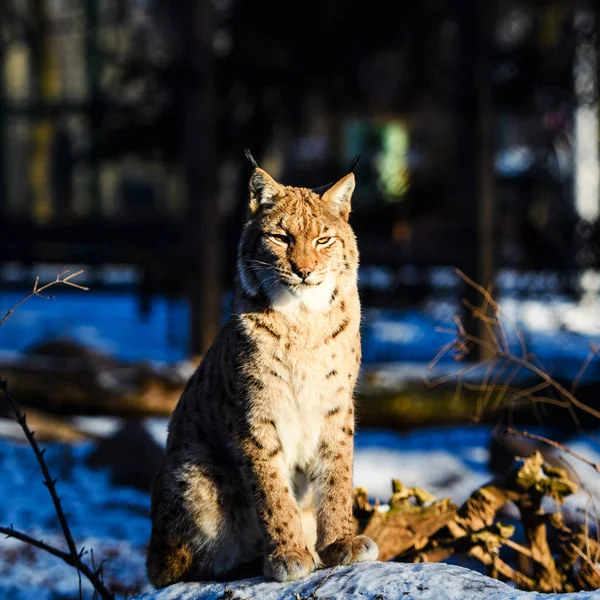 冬のリンクス動物は — ストック写真