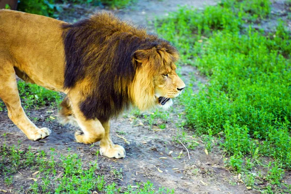 Bellissimo Leone possente — Foto Stock