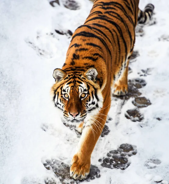 Bella tigre Amur sulla neve. Tigre nella foresta invernale — Foto Stock