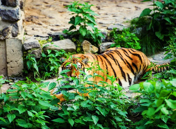 Belo retrato de tigre amur — Fotografia de Stock