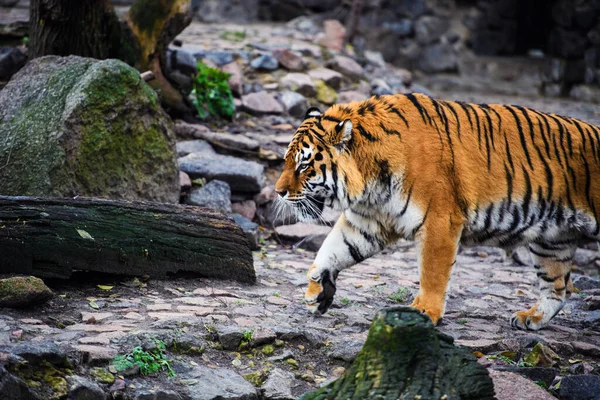 Bonito Tigre Animal Fundo — Fotografia de Stock