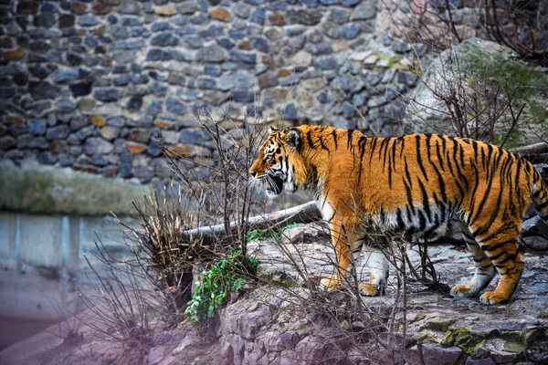 Mooie Tijger Dier Achtergrond — Stockfoto