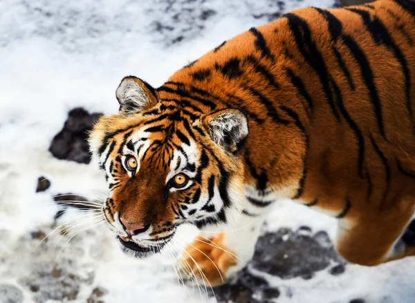Schöner amur tiger auf schnee. Tiger im Winterwald — Stockfoto