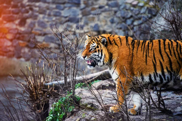 Bonito Tigre Animal Fundo — Fotografia de Stock