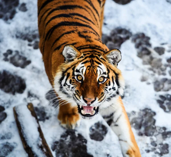 Hermoso tigre Amur en la nieve. Tigre en bosque de invierno — Foto de Stock