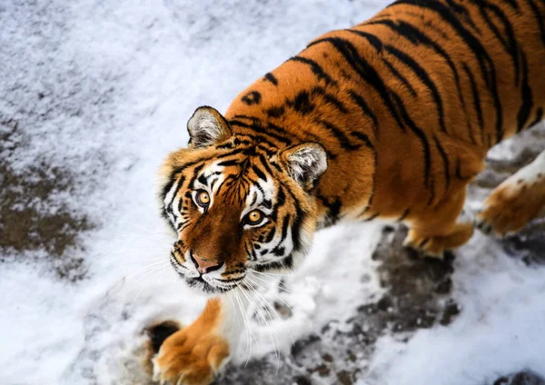 Bella tigre Amur sulla neve. Tigre nella foresta invernale — Foto Stock