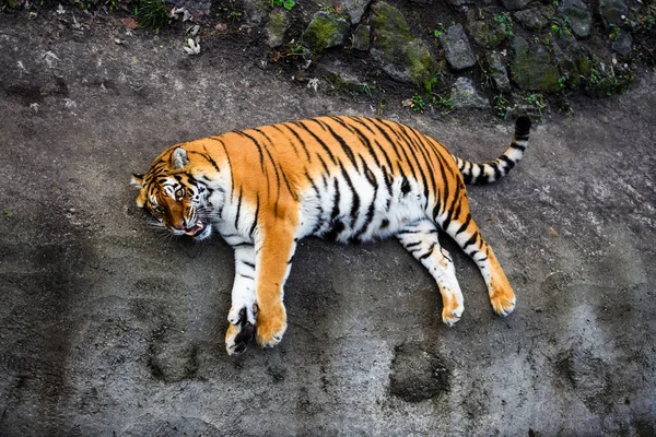 Hermoso Animal Tigre Fondo — Foto de Stock