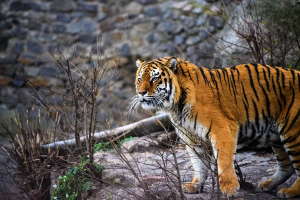 Bonito Tigre Animal Fundo — Fotografia de Stock