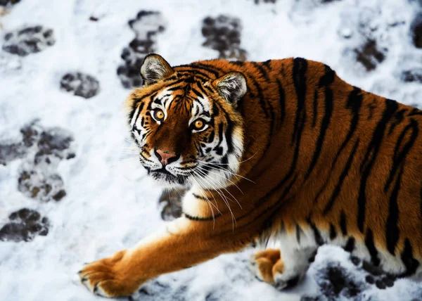 Красиві амурський тигр на снігу. Тигр в зимовому лісі — стокове фото
