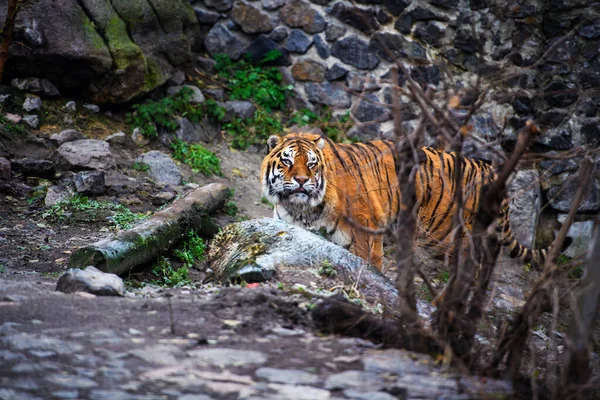 Bellissimo Animale Tigre Sfondo — Foto Stock