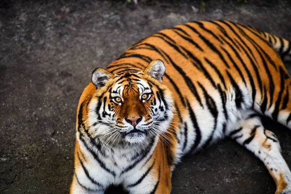 Красива Тигрова Тварина Фоні — стокове фото