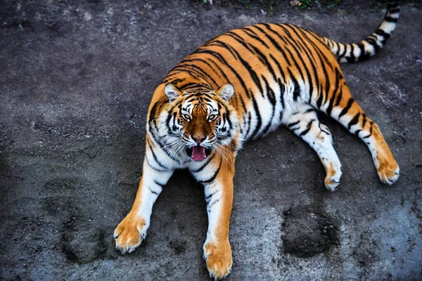 Hermoso Animal Tigre Fondo — Foto de Stock