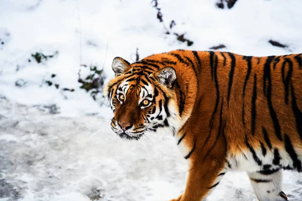 Hermoso tigre Amur en la nieve. Tigre en bosque de invierno — Foto de Stock