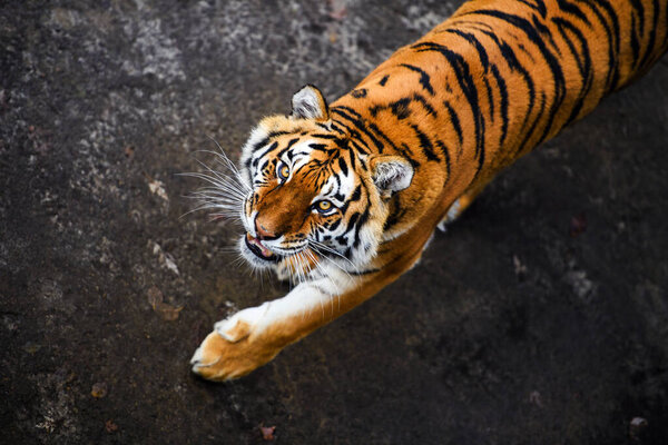 Beautiful  tiger animal on background