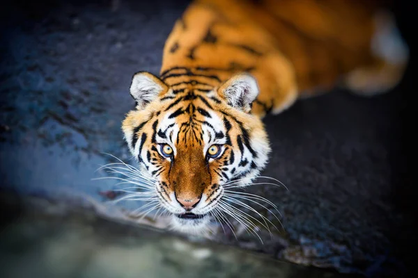 Beautiful  tiger animal on background