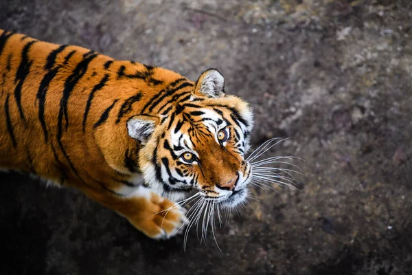Arka planda güzel bir kaplan hayvanı