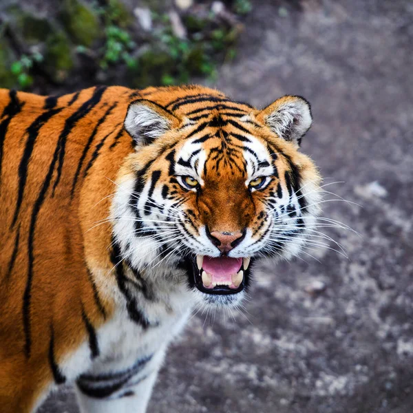 Vacker Tiger Djur Bakgrunden — Stockfoto