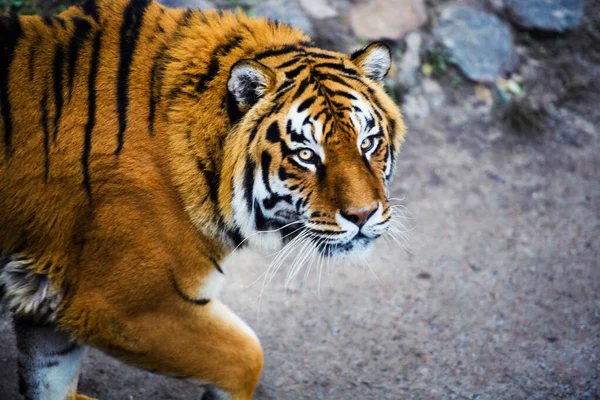 Krásné Tygří Zvíře Pozadí — Stock fotografie