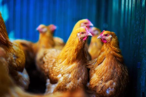 Pollo en una granja —  Fotos de Stock