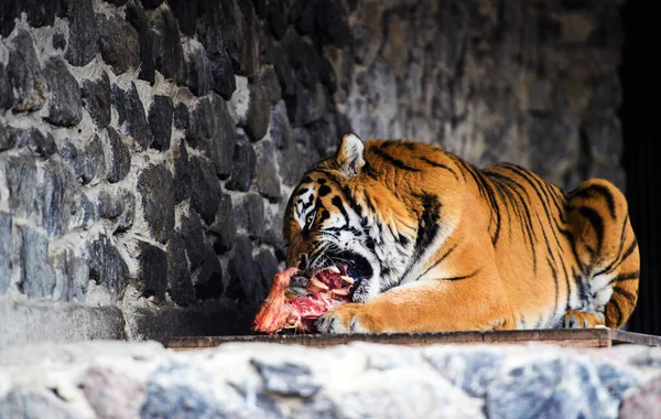 Beautiful Amur tiger eating piece of meat — Stock Photo, Image