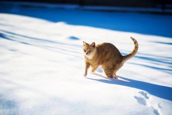 Schöne rote Katze, die auf dem Schnee geht, Winterzeit — Stockfoto