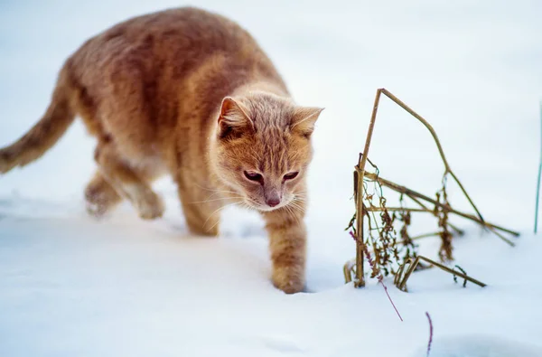 Schöne rote Katze, die auf dem Schnee geht, Winterzeit — Stockfoto