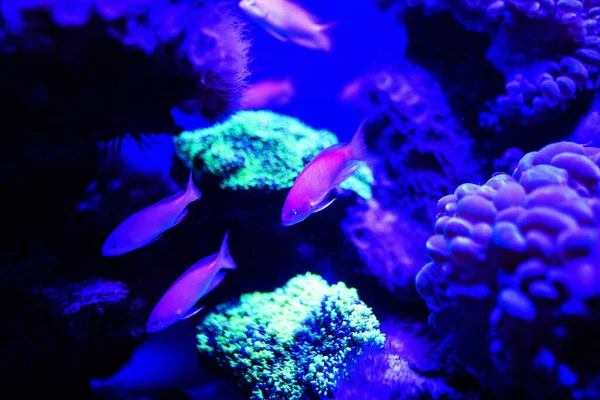 Wonderful and beautiful underwater world with corals and tropica — Stock Photo, Image