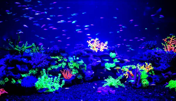 Hermosas medusas, medusa en la luz de neón con los peces. A — Foto de Stock