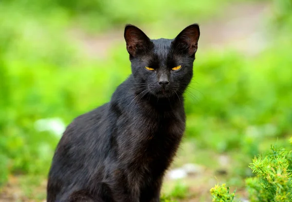 かわいい猫 選択的フォーカス — ストック写真