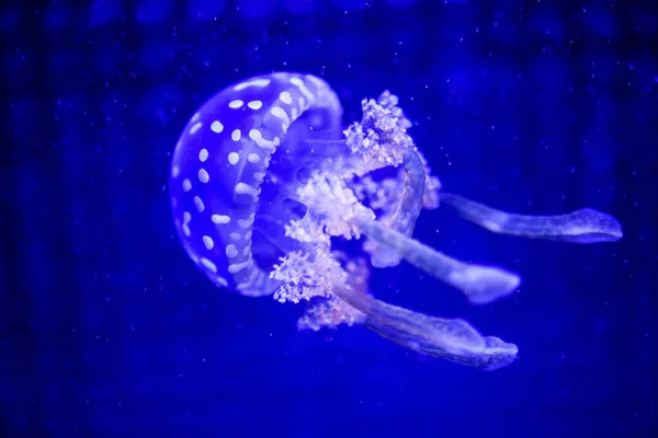Mooie kwallen, Medusa in de neon licht met de vissen. U — Stockfoto