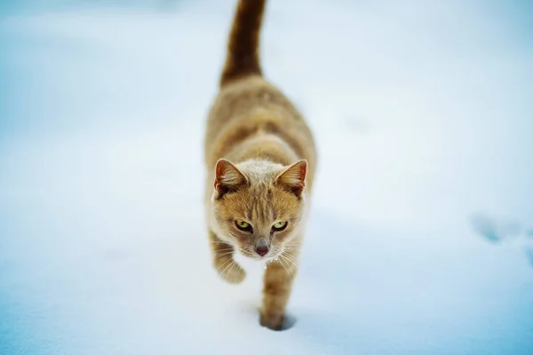 Schöne rote Katze, die auf dem Schnee geht, Winterzeit — Stockfoto