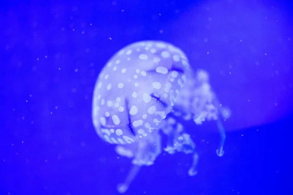 Hermosas medusas, medusa en la luz de neón con los peces. U — Foto de Stock