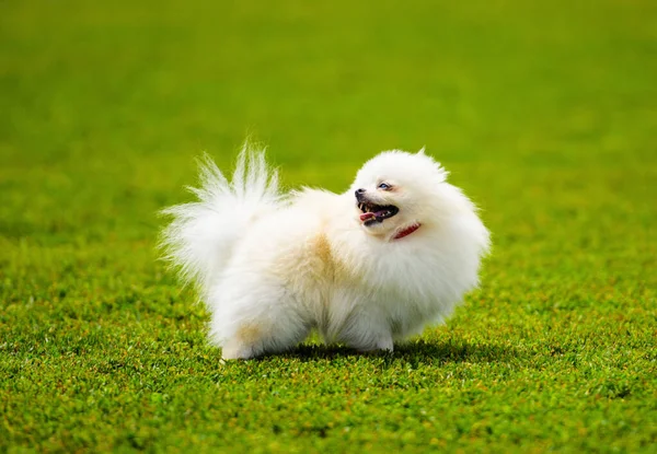 Bonito fofo e bonito cão branco na grama verde — Fotografia de Stock