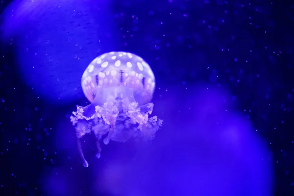 Belle méduse, méduse dans la lumière au néon avec les poissons. U — Photo