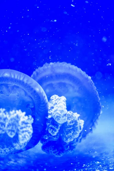 Hermosas medusas, medusa en la luz de neón con los peces. U —  Fotos de Stock