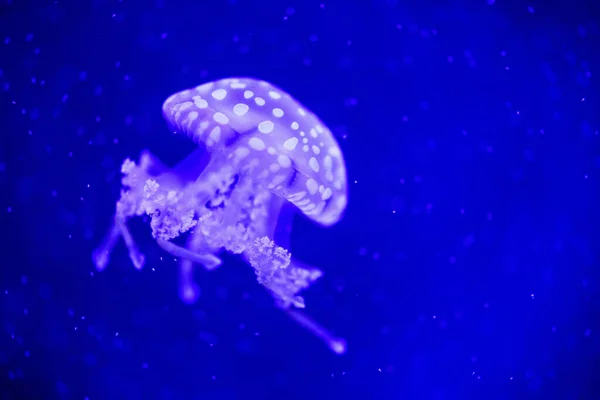 Beautiful jellyfish, medusa in the neon light with the fishes. U — Stock Photo, Image