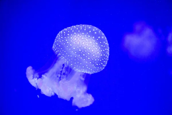 Ubur-ubur yang indah, medusa dalam cahaya neon dengan ikan. U — Stok Foto