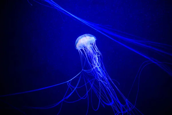 Bellissime meduse, medusa alla luce al neon con i pesci. U — Foto Stock