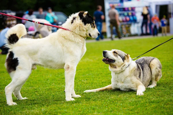 Chiens émotionnels drôles jouent sur l'herbe verte — Photo