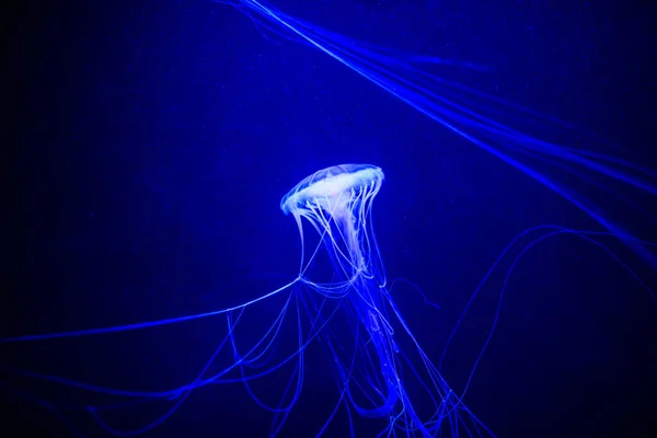 Beautiful jellyfish, medusa in the neon light with the fishes. U — Stock Photo, Image