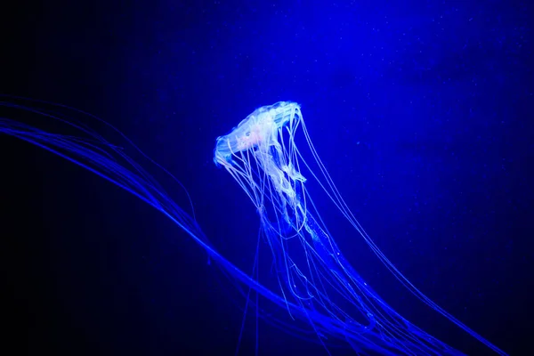Красиві медузи, медуза в неоновому світлі з рибами. американських — стокове фото