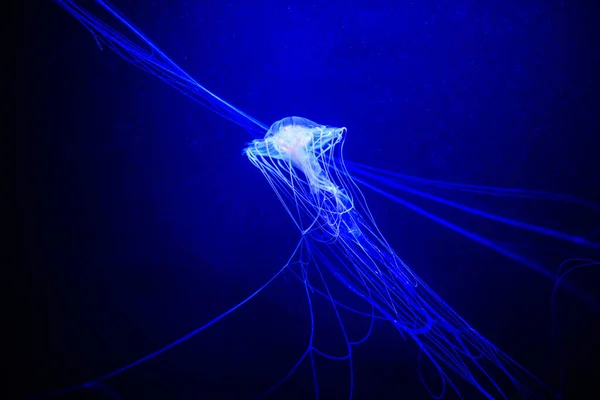 Beautiful jellyfish, medusa in the neon light with the fishes. U — Stock Photo, Image